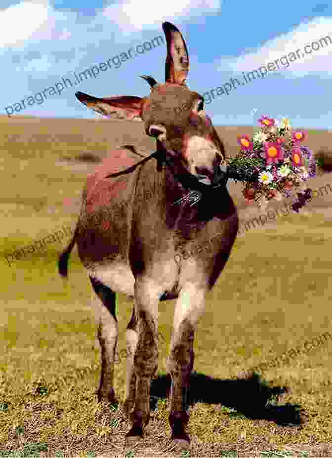 A Beautiful Donkey Standing In A Field Of Flowers Donkey (Animal) Jill Bough