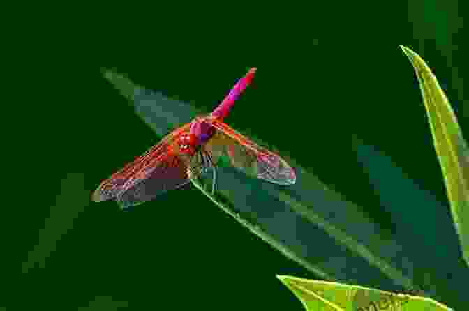 A Dragonfly Perched On A Leaf, Highlighting Its Role As A Predator And Indicator Of Water Quality. Dragonflies And Damselflies Of The West (Princeton Field Guides 47)