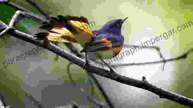 A Family Of Warblers Feeds On Insects In A Forest Near Mt Fuji, Their Bright Plumage Contrasting With The Lush Greenery. Wild Bird Scenery At Mt Fuji And It S Foothills