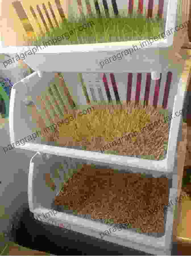 A Lush, Healthy Field Of Fodder Growing In An 18 Tray Fodder System Build An 18 Tray Fodder System (Half Pint Homestead Plans And Instructions 4)