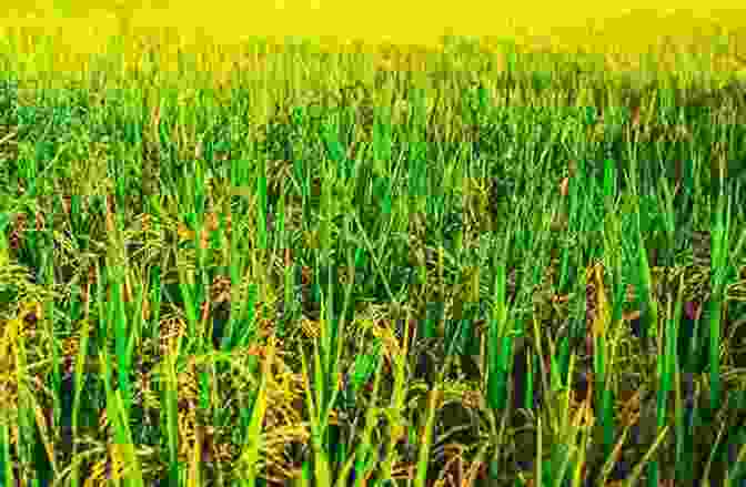 A Panoramic View Of A Lush Green Rice Paddy, Extending Towards The Horizon, With A Traditional Vietnamese Hat Placed In The Foreground. Viet Nam Beautiful Girls 26 (Viet Nam Beautiful Girls Vol 1)