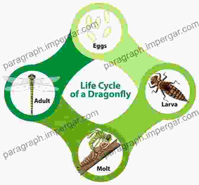 A Sequence Of Images Depicting The Life Cycle Of A Dragonfly, From Egg To Nymph To Adult. Dragonflies And Damselflies Of The West (Princeton Field Guides 47)