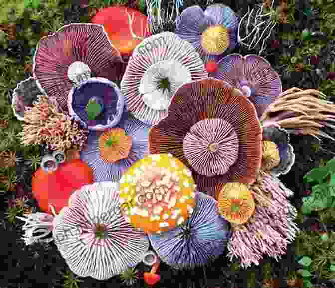 An Array Of Vibrant Mushrooms Bursting With Color And Diverse Shapes The Allure Of Fungi Jeffrey H Simpson