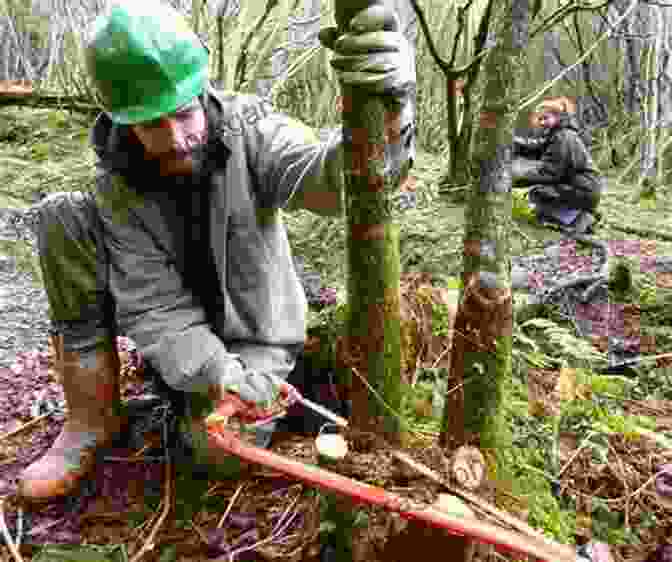 Conservation Efforts In Scottish Woodlands, Highlighting Sustainable Management Practices Native Woodlands Of Scotland Jo Anne McArthur