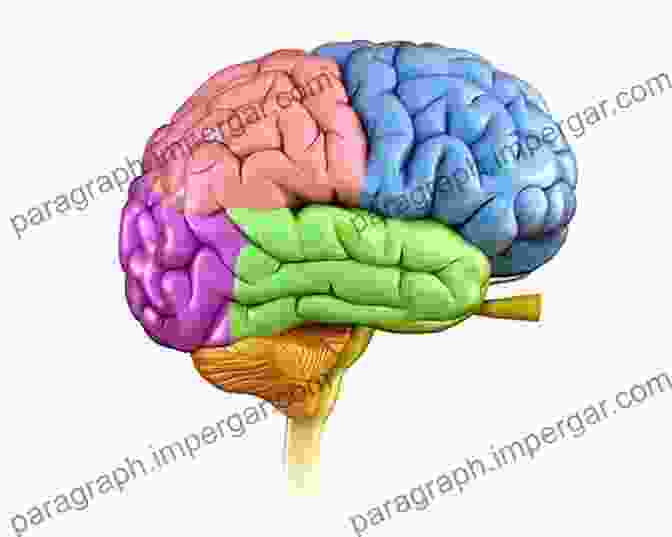 Detailed Illustration Of The Human Brain's Anatomy, Showcasing Its Major Regions And Structures. PSYCH 101: TO BRAIN SCIENCE FACTS BASICS STATISTICS TESTS AND MORE