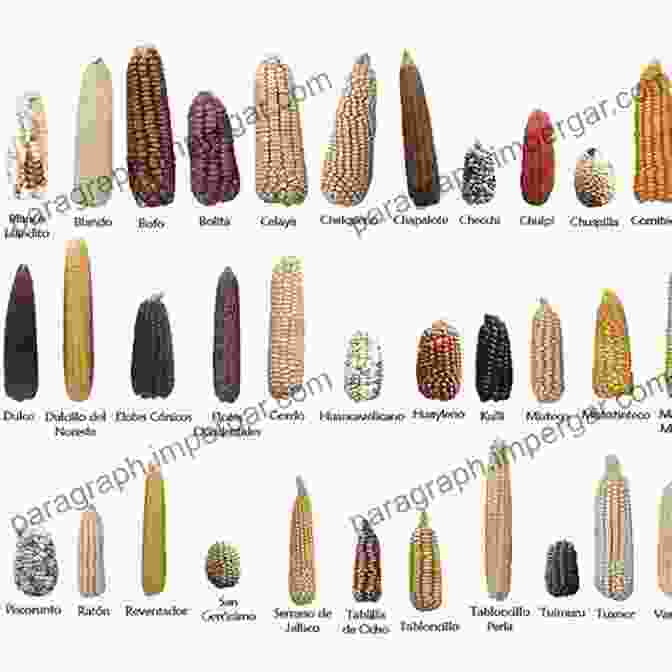 Diagram Illustrating The Genetic Diversity Of Maize In Mesoamerica Histories Of Maize In Mesoamerica: Multidisciplinary Approaches