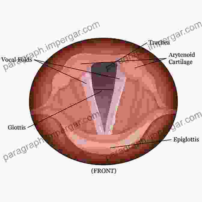 Diagram Of The Vocal Anatomy Cantabile: A Manual About Beautiful Singing For Singers Teachers Of Singing And Choral Conductors