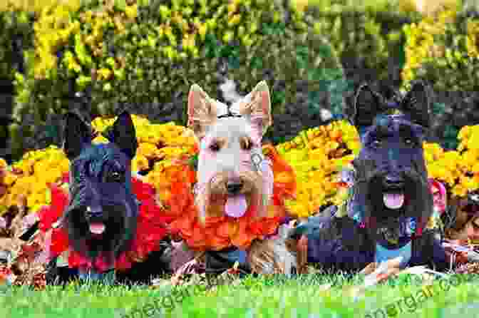 Fergus The Scottish Terrier Amidst Colorful Autumn Foliage Fergus: Holiday Tales Of A Scottish Terrier