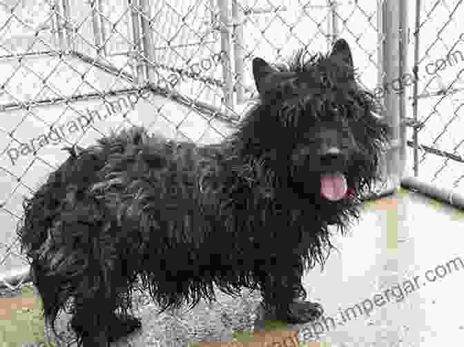 Fergus The Scottish Terrier Frolicking On A Sandy Beach Fergus: Holiday Tales Of A Scottish Terrier