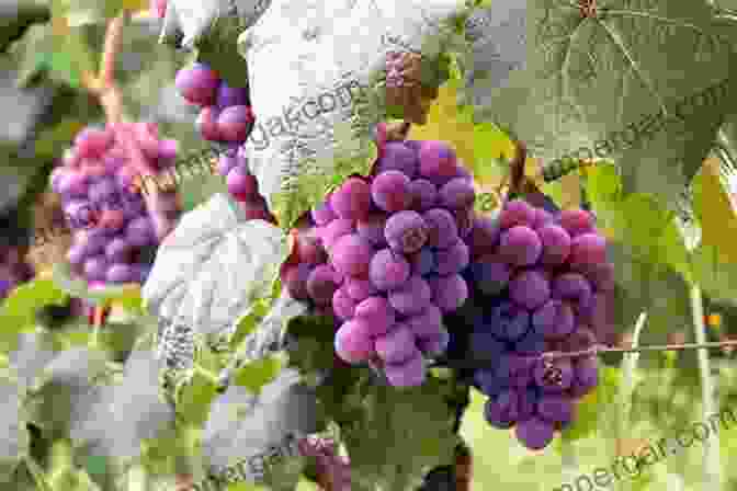 Grapes Growing On A Vine Growing Grapes In Texas: From The Commercial Vineyard To The Backyard Vine (Texas A M AgriLife Research And Extension Service Series)