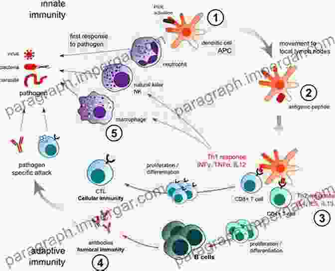 Illustration Of Cellular Mechanisms Of Activation Functional Anatomy Of T Cell Activation And Synapse Formation (Annual Review Of Immunology 28)