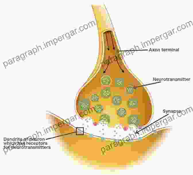 Illustration Of Synapse Formation And Development Functional Anatomy Of T Cell Activation And Synapse Formation (Annual Review Of Immunology 28)