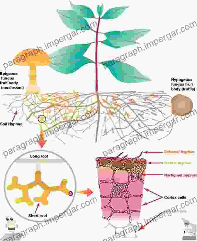 Interconnected Network Of Fungal Hyphae Forming A Mycorrhizal Association With Plant Roots The Allure Of Fungi Jeffrey H Simpson