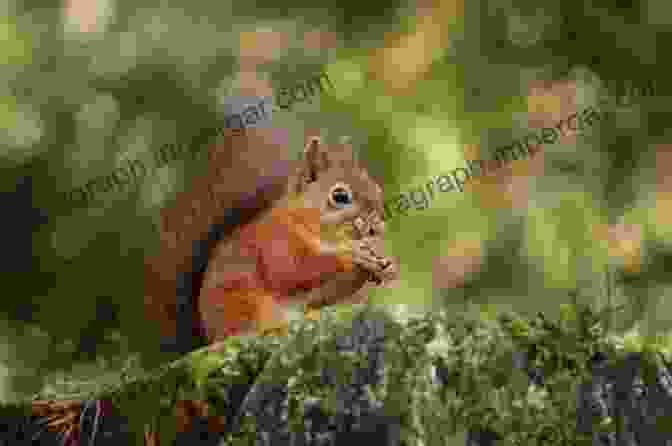 Native Woodland Biodiversity In Scotland, Featuring Various Bird Species, Mammals, And Plant Life Native Woodlands Of Scotland Jo Anne McArthur