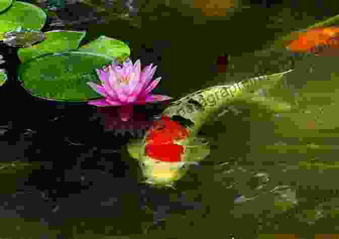 Raised Pond With Colorful Koi Fish Swimming Amidst Water Lilies And Aquatic Plants. Fabulous Garden Pond Ideas In 2024: How To Create A Garden Pond