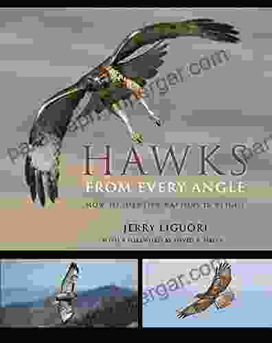 Hawks from Every Angle: How to Identify Raptors In Flight